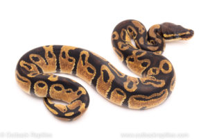 African Import Dinker Ball Python for sale