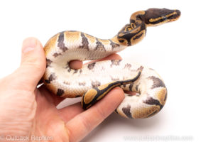 African Import Dinker Ball Python for sale