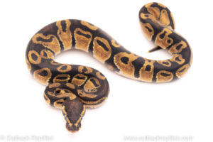 African Import Dinker Ball Python for sale