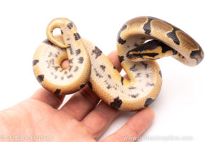 African Import Dinker Ball Python for sale