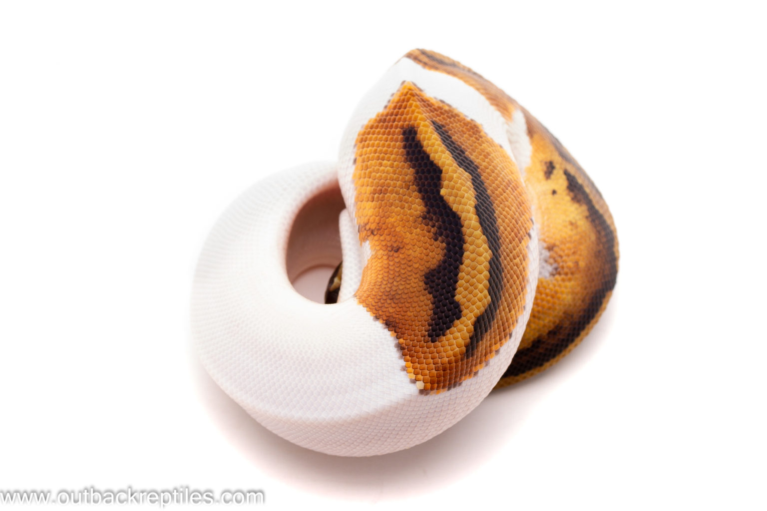 Captive Bred | Outback Reptiles