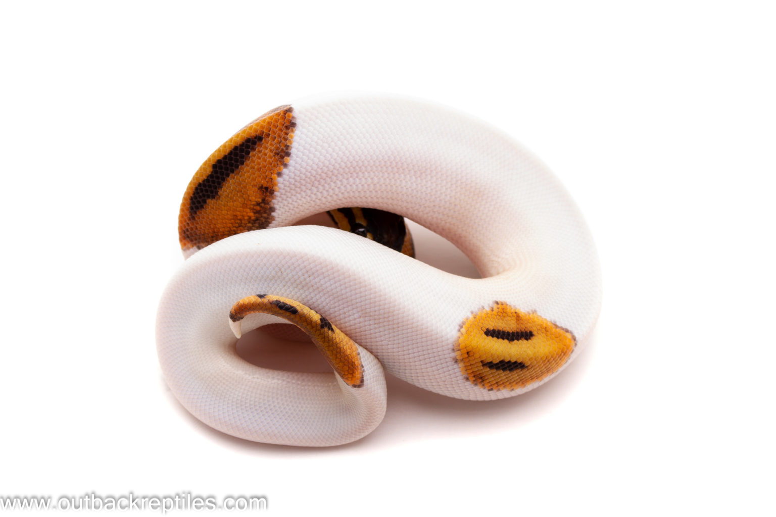 Captive Bred | Outback Reptiles