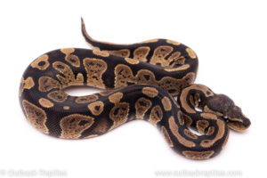 African Import Dinker Ball Python for sale