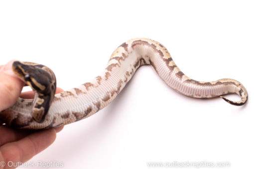 African Import Dinker Ball Python for sale