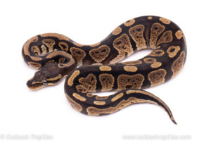 African Import Dinker Ball Python for sale