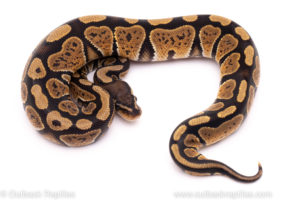 African Import Dinker Ball Python for sale