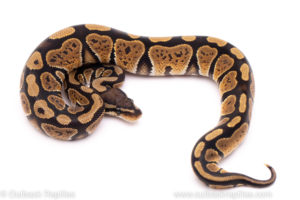 African Import Dinker Ball Python for sale