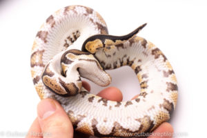 African Import Dinker Ball Python for sale