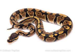 African Import Dinker Ball Python for sale