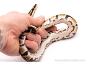 African Import Dinker Ball Python for sale