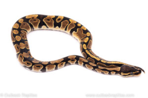 African Import Dinker Ball Python for sale