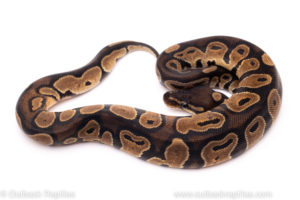 African Import Dinker Ball Python for sale