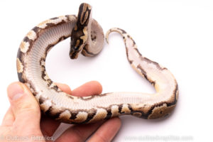 African Import Dinker Ball Python for sale