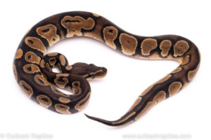 African Import Dinker Ball Python for sale