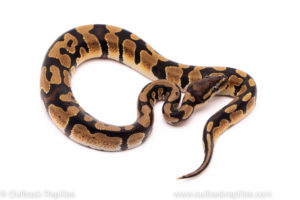 African Import Dinker Ball Python for sale