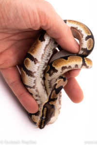 African Import Dinker Ball Python for sale