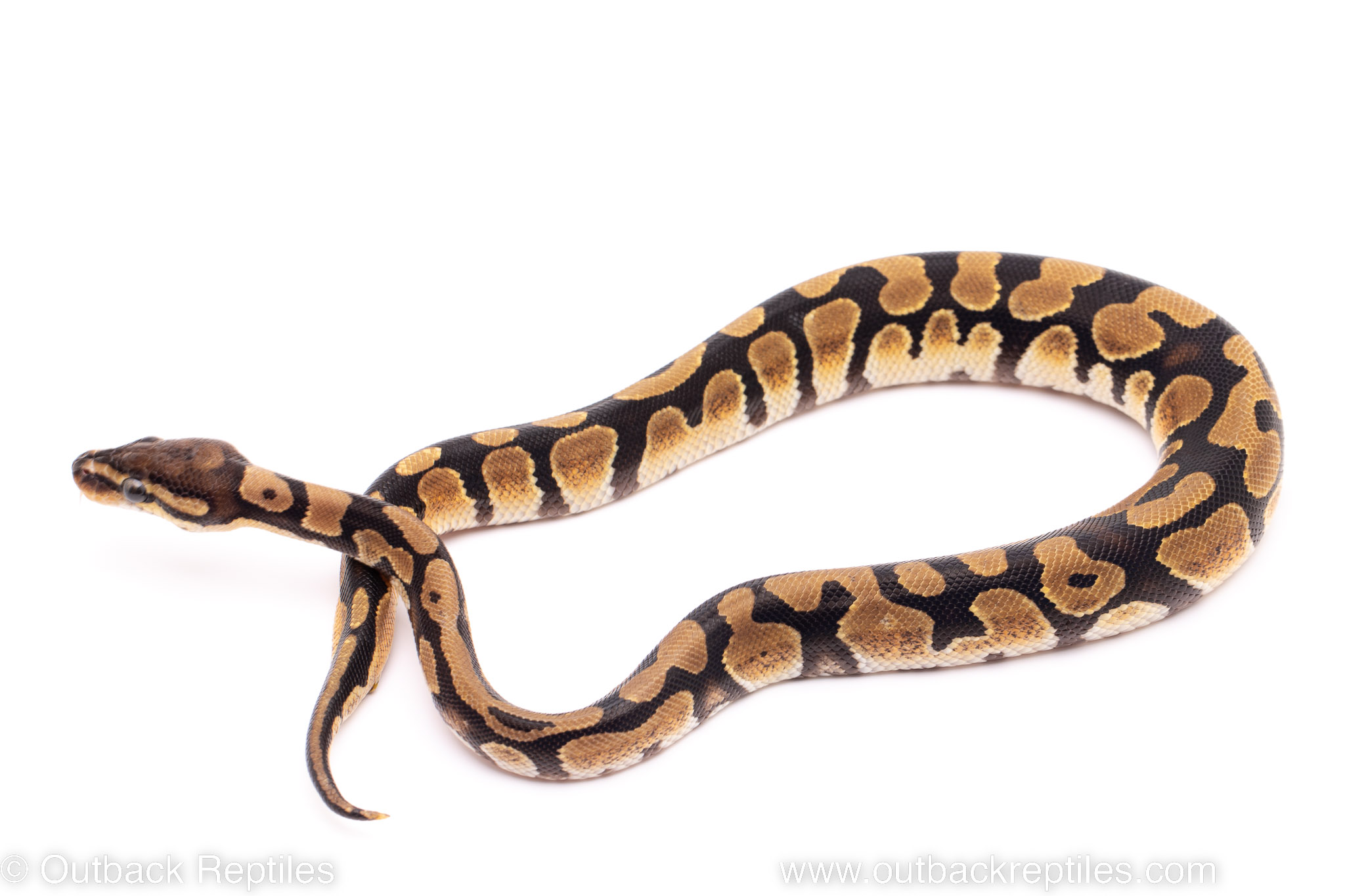 African Import Dinker Ball Python for sale