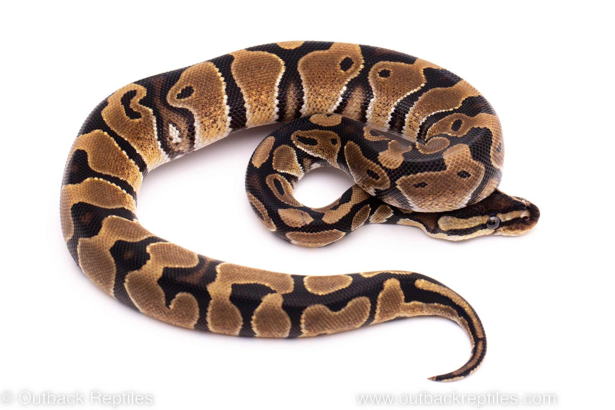 African Import Dinker Ball Python for sale