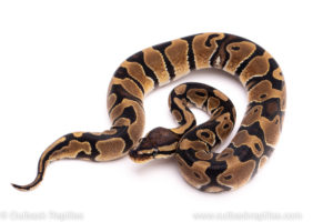African Import Dinker Ball Python for sale