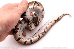 African Import Dinker Ball Python for sale