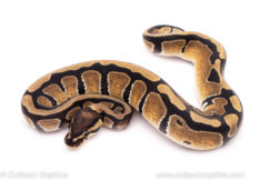 African Import Dinker Ball Python for sale