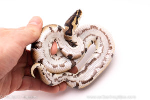 African Import Dinker Ball Python for sale