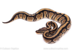 African Import Dinker Ball Python for sale