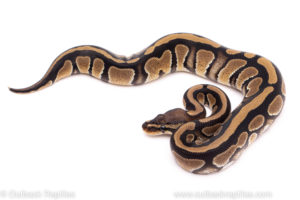 African Import Dinker Ball Python for sale