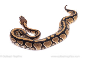 African Import Dinker Ball Python for sale
