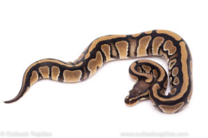 African Import Dinker Ball Python for sale