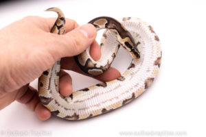 African Import Dinker Ball Python for sale