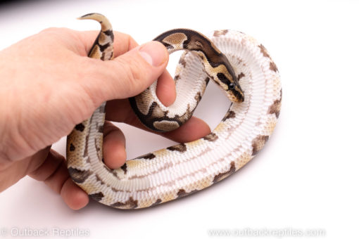 African Import Dinker Ball Python for sale