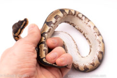 African Import Dinker Ball Python for sale