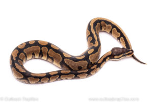 African Import Dinker Ball Python for sale