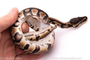 African Import Dinker Ball Python for sale