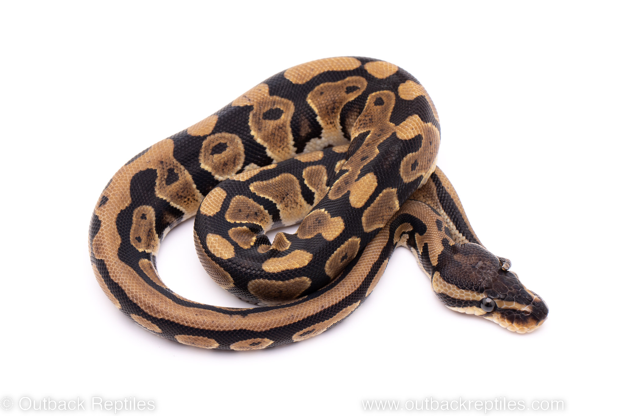 African Import Dinker Ball Python for sale