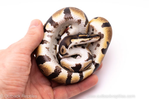 African Import Dinker Ball Python for sale