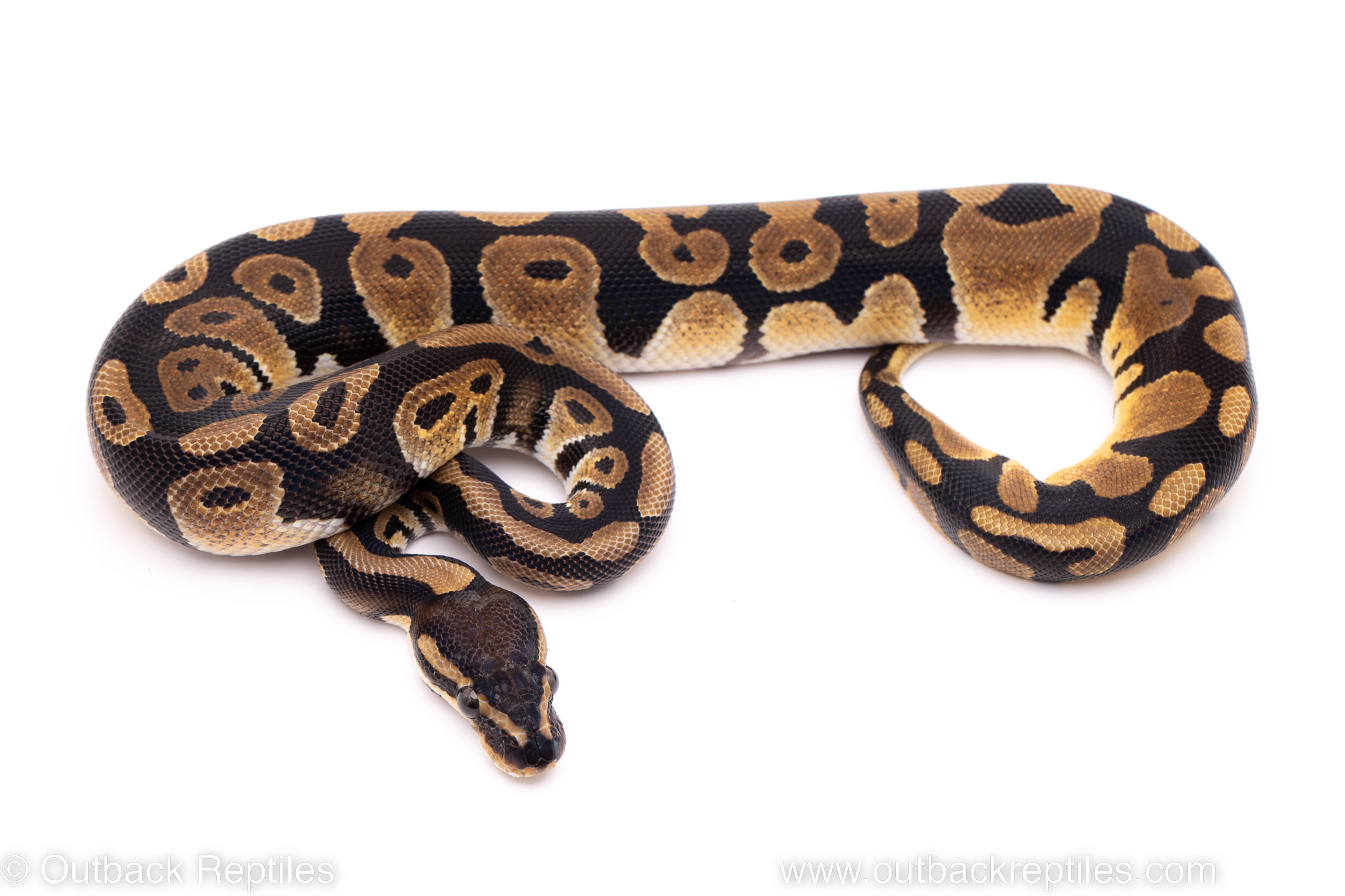 African Import Dinker Ball Python for sale