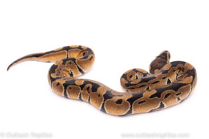 African Import Dinker Ball Python for sale