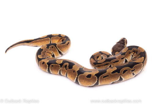 African Import Dinker Ball Python for sale