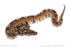 African Import Dinker Ball Python for sale