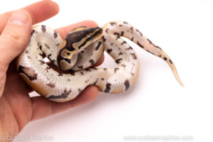 African Import Dinker Ball Python for sale