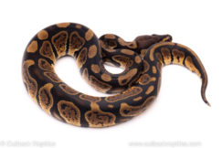 African Import Dinker Ball Python for sale