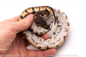 African Import Dinker Ball Python for sale