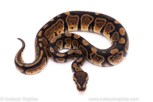 African Import Dinker Ball Python for sale