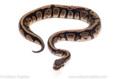 African Import Dinker Ball Python for sale