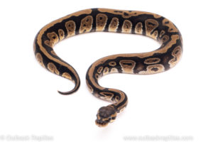 African Import Dinker Ball Python for sale