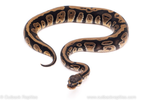African Import Dinker Ball Python for sale