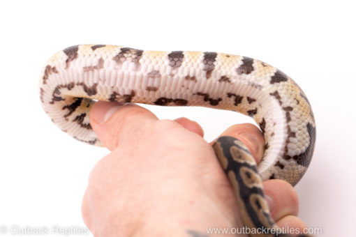 African Import Dinker Ball Python for sale
