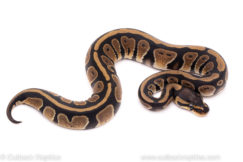 Adult females: Banana bongo spider pastel YB Ghost enchi specter pos het clown big butter female juvi: OD lesser het Clown pastel enchi yb clown Males: disco clown ghi yellow belly 50% het clown fire banana super paint banana